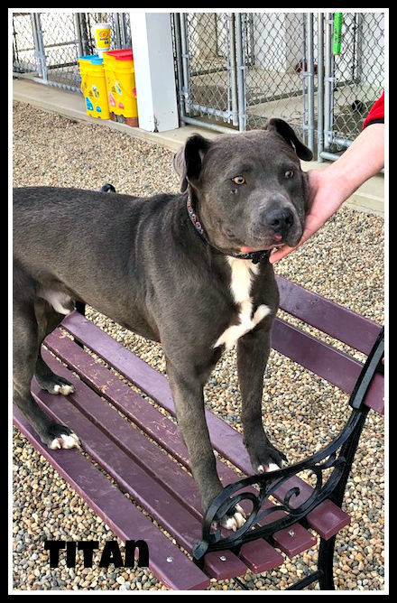 Titan - Humane Society of Logan County